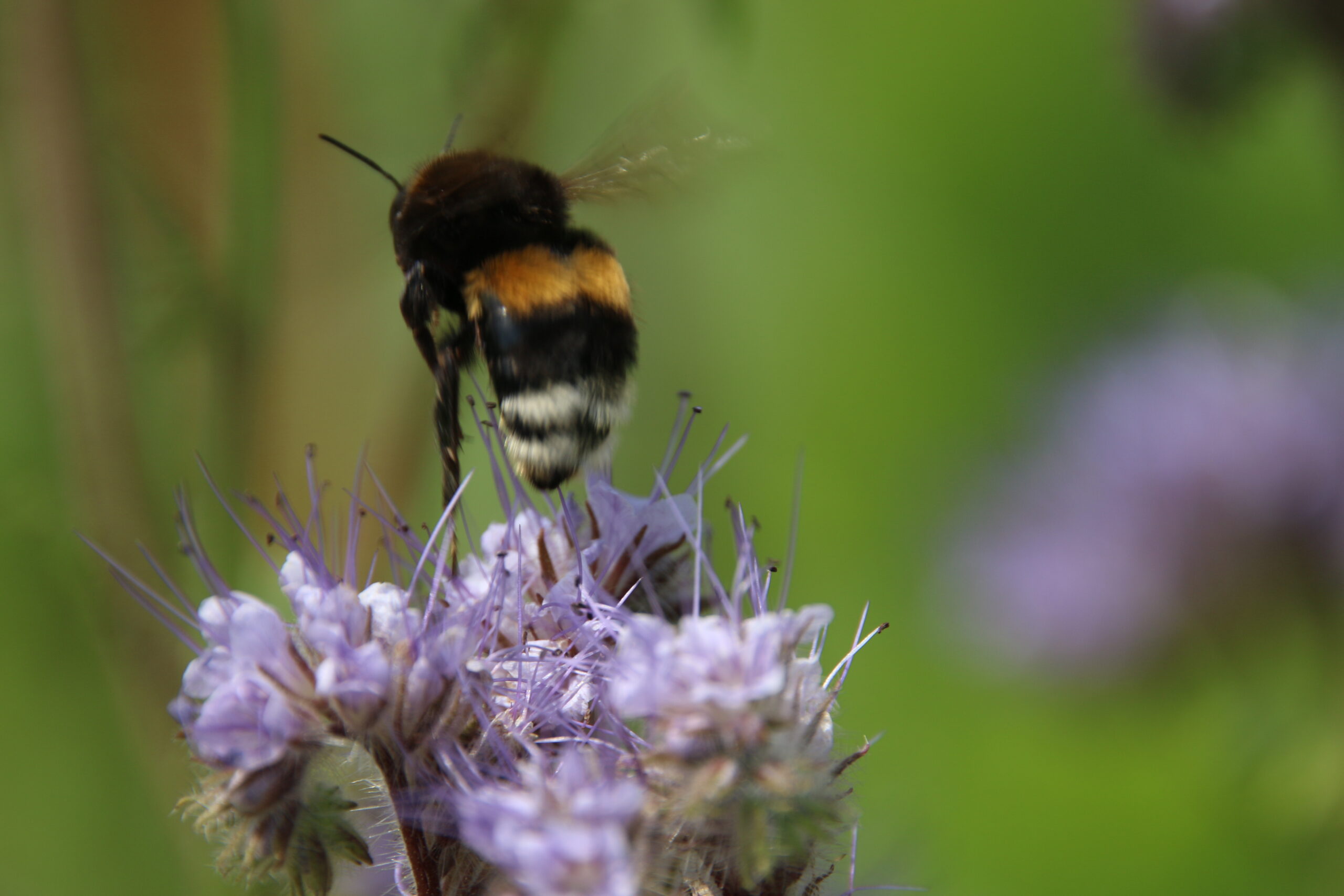 Hat die Blume einen Knick, war die Hummel wohl zu dick!